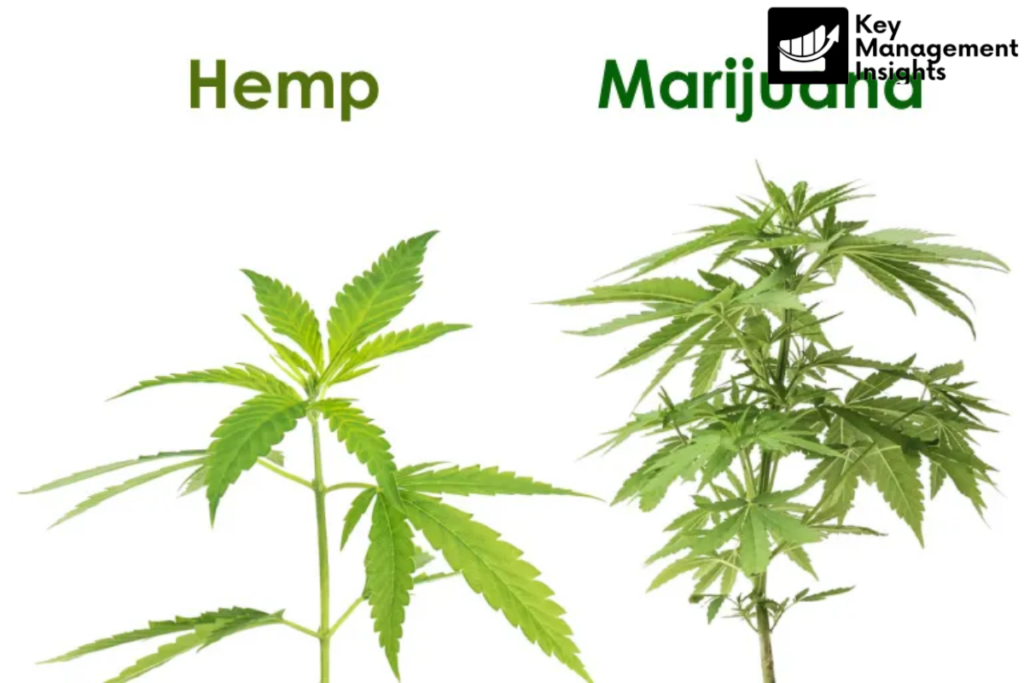Hemp vs. Marijuana